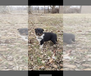 Texas Heeler Puppy for sale in HOPKINSVILLE, KY, USA