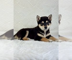 Shiba Inu Puppy for sale in GREENFIELD, IN, USA
