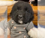 Small Photo #14 Newfoundland Puppy For Sale in TREMONTON, UT, USA