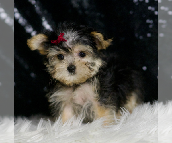 Medium Photo #4 Morkie Puppy For Sale in WARSAW, IN, USA