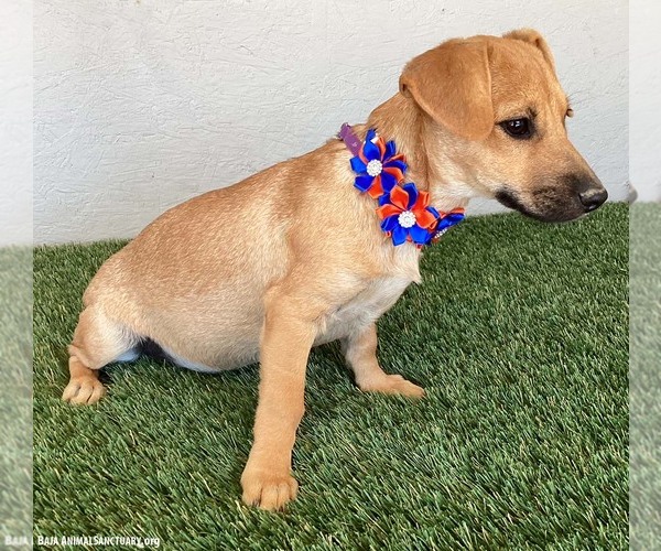 Medium Photo #3 Chiweenie Puppy For Sale in San Diego, CA, USA