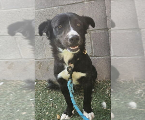Medium Photo #4 Border Collie-Unknown Mix Puppy For Sale in Lakewood, CO, USA