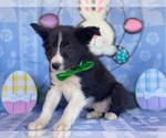 Small Photo #3 Border Sheepdog Puppy For Sale in LANCASTER, PA, USA