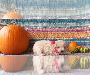 Pookimo Puppy for sale in LANCASTER, PA, USA