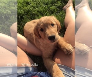 Golden Retriever Puppy for sale in BREMEN, IN, USA