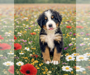 Bernese Mountain Dog Puppy for sale in DUNDEE, OH, USA
