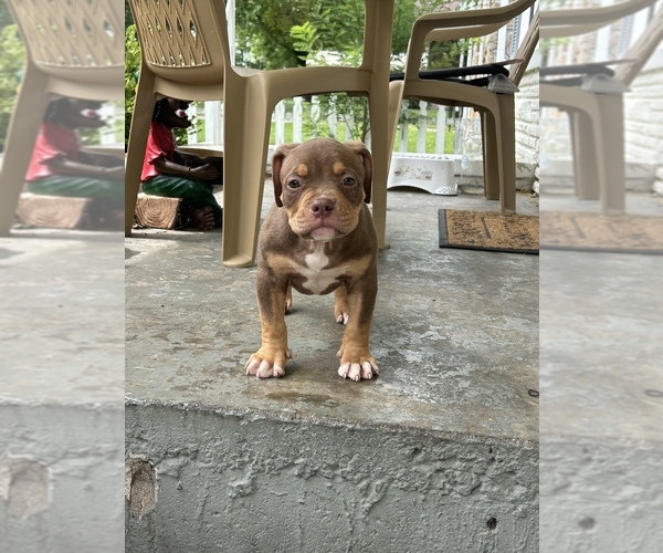 Medium Photo #7 American Bully Puppy For Sale in SPRINGFIELD, MO, USA