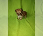 Small #17 Morkie