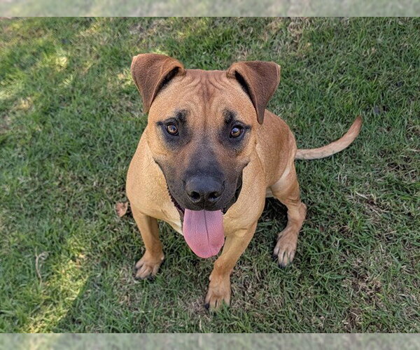 Medium Photo #1 Rhodesian Ridgeback-Unknown Mix Puppy For Sale in San Clemente, CA, USA