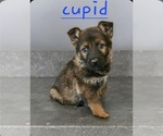 Small Photo #10 German Shepherd Dog Puppy For Sale in KELLER, TX, USA