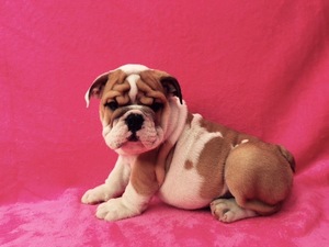 Bulldog Puppy for sale in GAINESVILLE, FL, USA