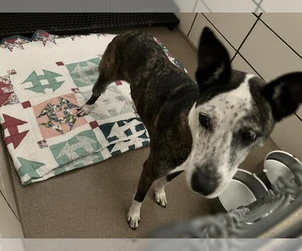 Medium Photo #1 American Pit Bull Terrier-Catahoula Leopard Dog Mix Puppy For Sale in Fort Wayne, IN, USA