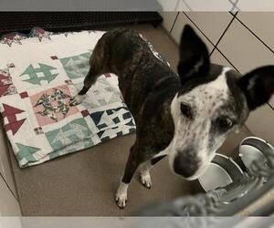 American Pit Bull Terrier-Catahoula Leopard Dog Mix Dogs for adoption in Fort Wayne, IN, USA