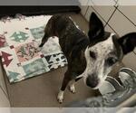 Small American Pit Bull Terrier-Catahoula Leopard Dog Mix