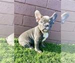 Small Photo #6 French Bulldog Puppy For Sale in MOBILE, AL, USA