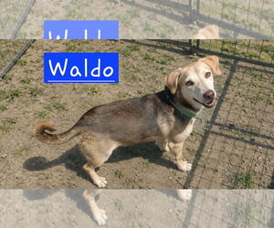 Beagle-Unknown Mix Dogs for adoption in Minneapolis, MN, USA