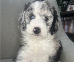 Small #14 Sheepadoodle
