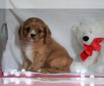 Small Photo #3 Cavalier King Charles Spaniel Puppy For Sale in FREDERICKSBG, OH, USA