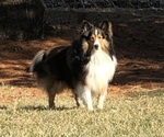 Small Photo #1 Shetland Sheepdog Puppy For Sale in WAUSEON, OH, USA