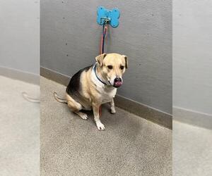 Shepradors Dogs for adoption in Las Vegas, NV, USA