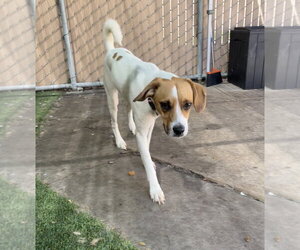Jacques - Male Beagle-Unknown Mix Dog for Adoption - Photo #4