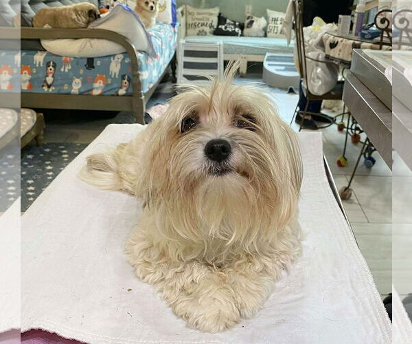 Medium Photo #1 Maltipoo Puppy For Sale in Benton, LA, USA