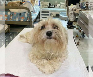Maltipoo Dogs for adoption in Benton, LA, USA