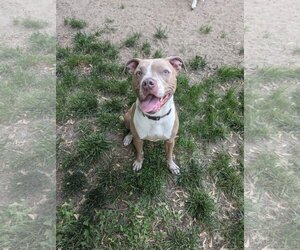 American Pit Bull Terrier Dogs for adoption in Crete, IL, USA