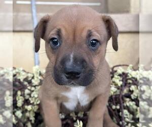Justice Pup - Writ - Female Labrador Retriever-Unknown Mix Dog for Adoption - Photo #2