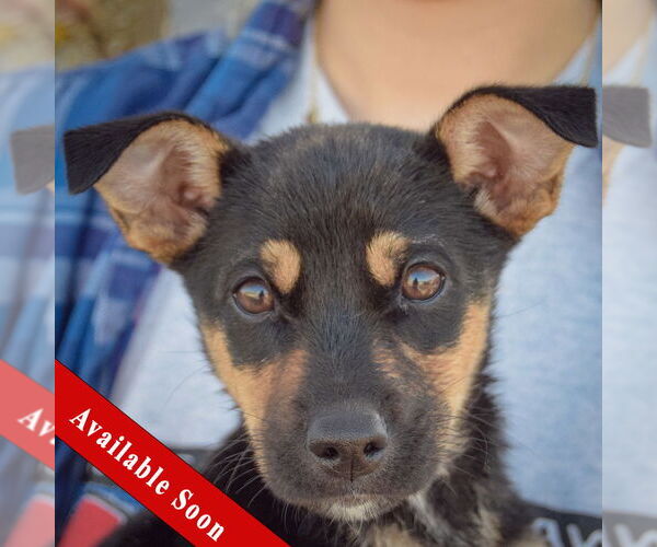 Medium Photo #1 Italian Greyhound-Jack Russell Terrier Mix Puppy For Sale in Huntley, IL, USA