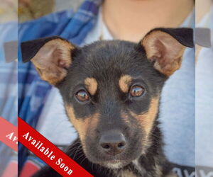 Italian Greyhound-Jack Russell Terrier Mix Dogs for adoption in Huntley, IL, USA