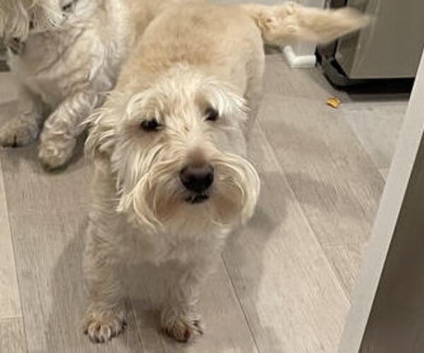 Medium Photo #1 Scottish Terrier Puppy For Sale in RICHLAND, WA, USA