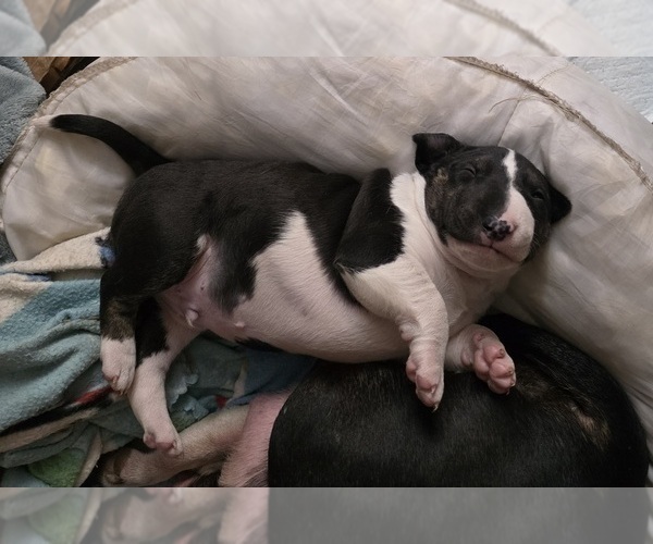 Medium Photo #10 Bull Terrier Puppy For Sale in LONG BEACH, CA, USA
