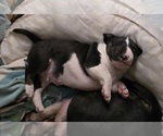 Small #9 Bull Terrier