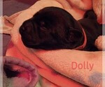 Small Photo #3 Labrador Retriever Puppy For Sale in SWEET HOME, OR, USA
