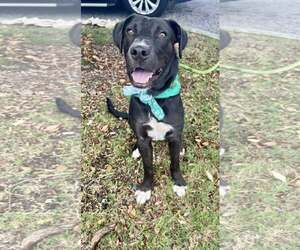 Mutt Dogs for adoption in Sanderson, FL, USA