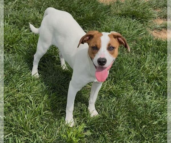 Medium Photo #1 Jack Russell Terrier-Unknown Mix Puppy For Sale in Sistersville, WV, USA