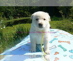 Small #4 German Shepherd Dog