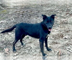 Mutt Dogs for adoption in Boston, MA, USA