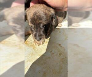 Beagle Dogs for adoption in Houston, TX, USA