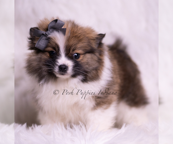 Medium Photo #77 Pomeranian Puppy For Sale in WARSAW, IN, USA
