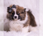 Small Photo #77 Pomeranian Puppy For Sale in WARSAW, IN, USA