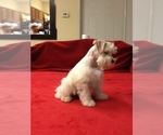 Small Photo #4 Schnauzer (Miniature) Puppy For Sale in COLONIAL HEIGHTS, TN, USA