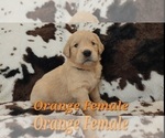 Puppy Orange Female Golden Retriever