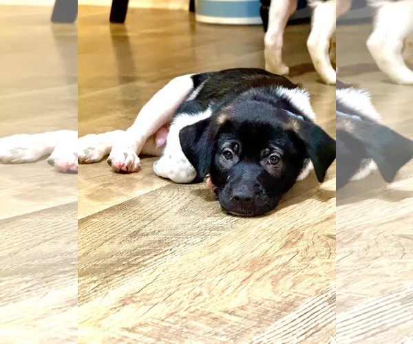 Medium Photo #2 Shepradors Puppy For Sale in Holly Springs, NC, USA