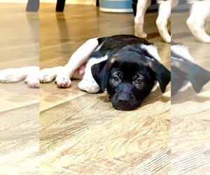 Doc (mascot litter) - Male Shepradors Dog for Adoption - Photo #2