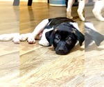 Small Photo #2 Shepradors Puppy For Sale in Holly Springs, NC, USA