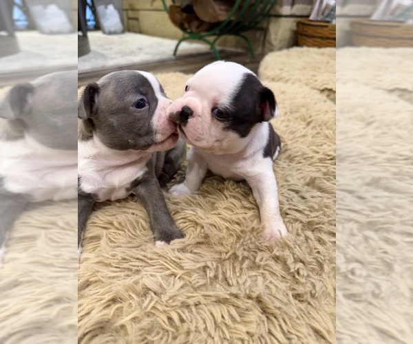 Medium Photo #5 Boston Terrier Puppy For Sale in FREDONIA, KS, USA