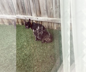 French Bulldog Puppy for sale in DALLAS, NC, USA