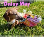 Small Photo #23 Dachshund Puppy For Sale in San Antonio, TX, USA